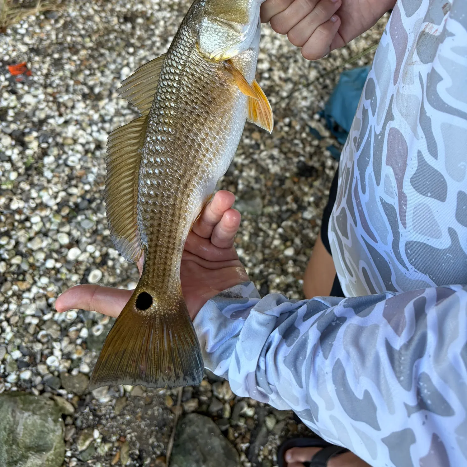 Red drum caught on Fishbrain