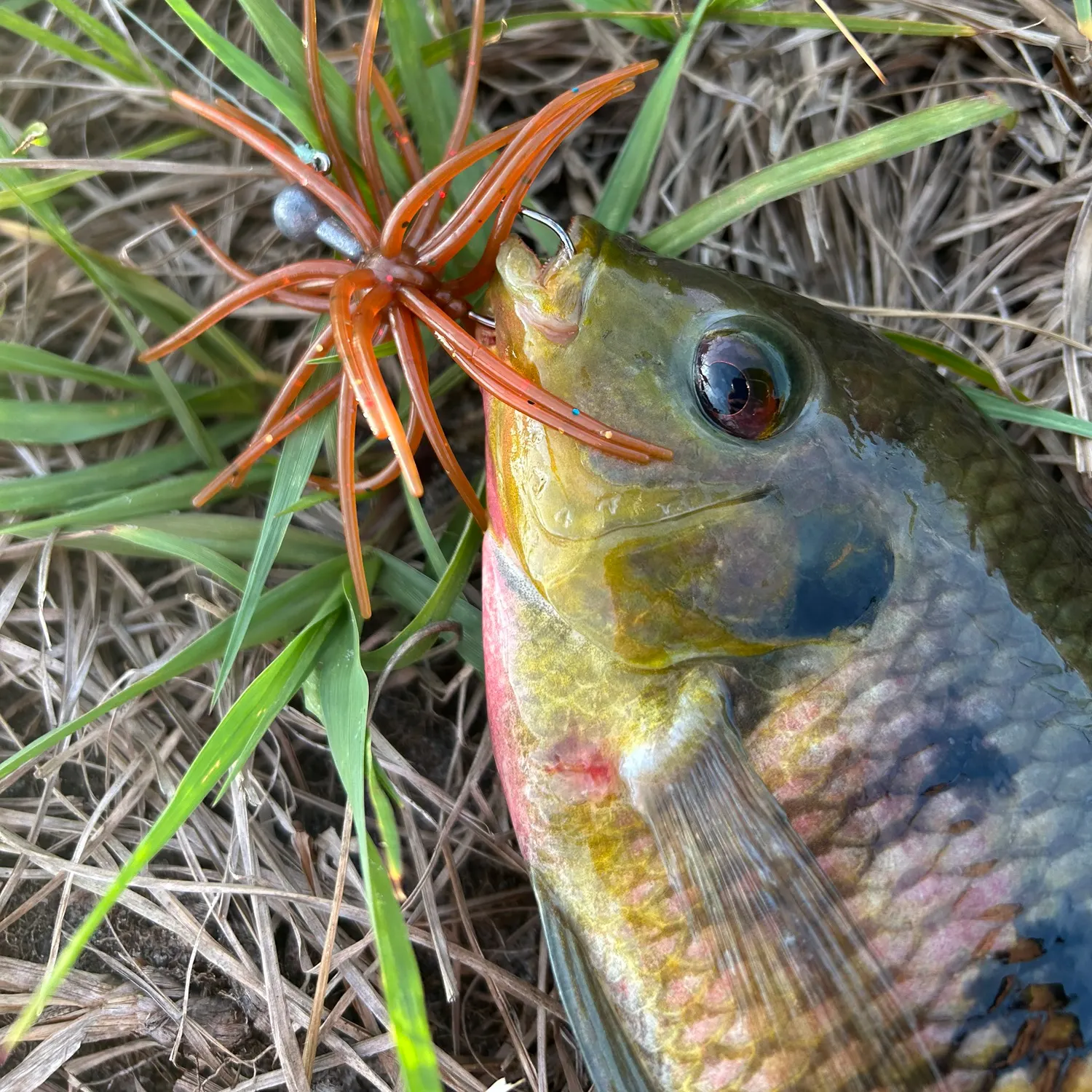 The most recent Redbreast tilapia catches on Fishbrain