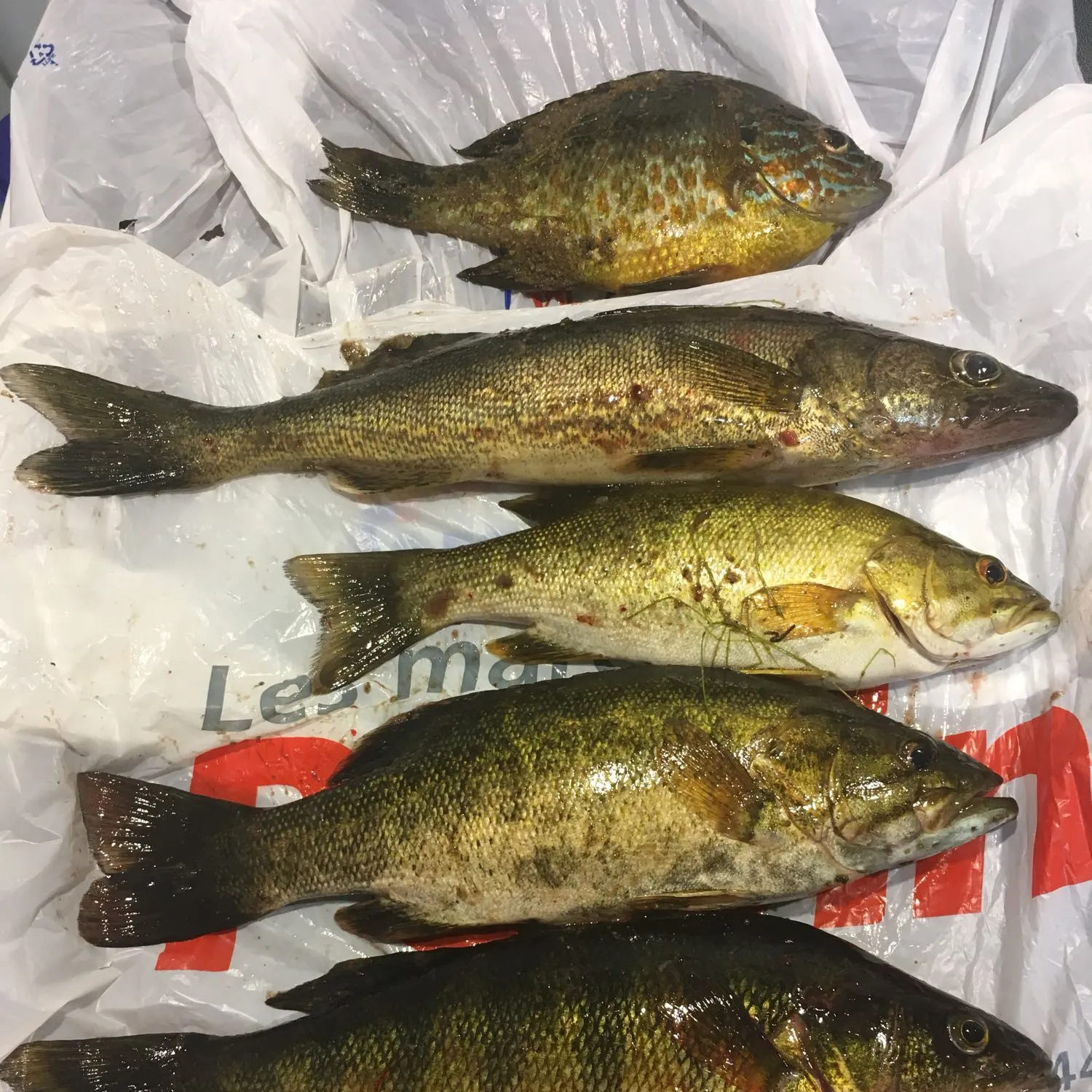 recently logged catches