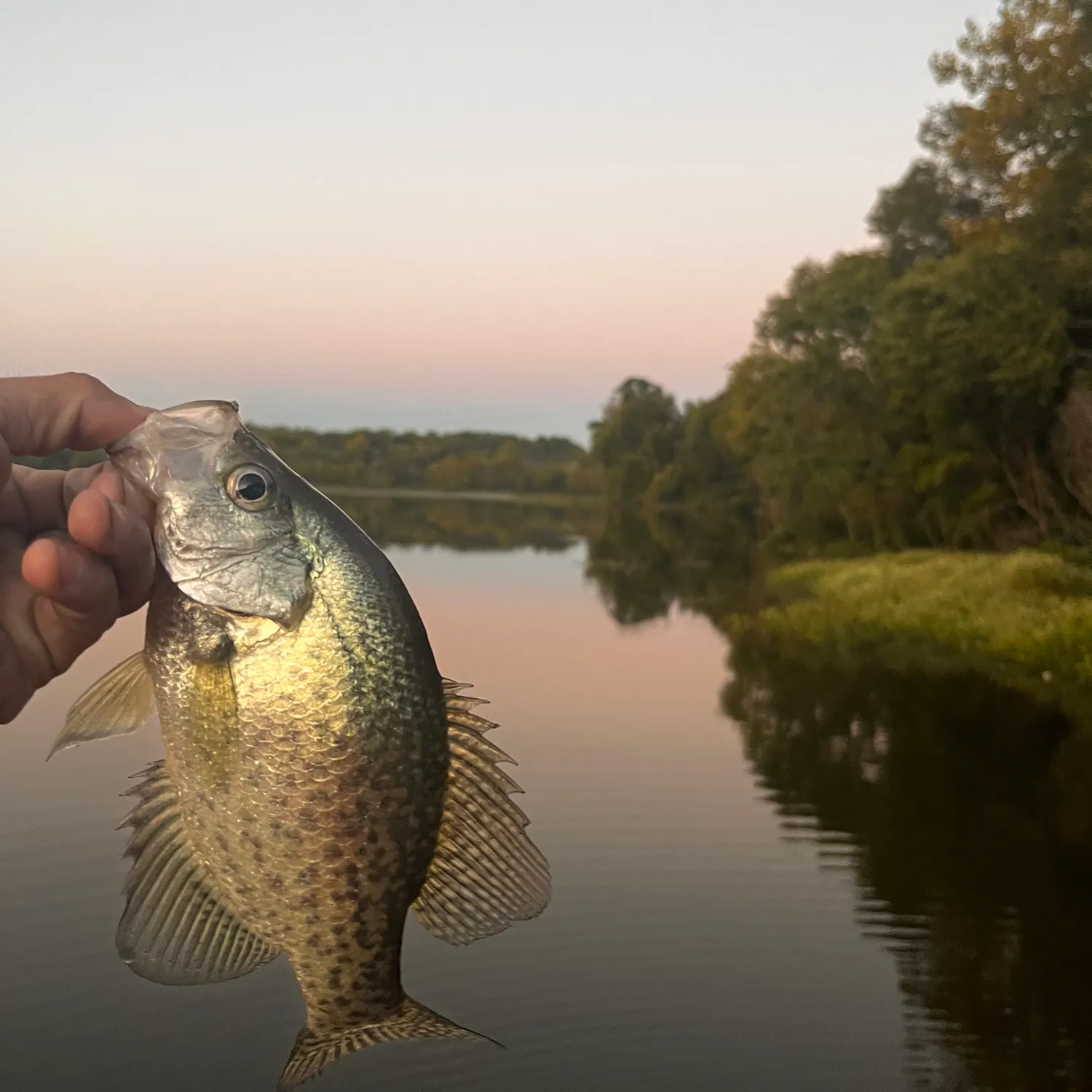 White crappie caught on Fishbrain