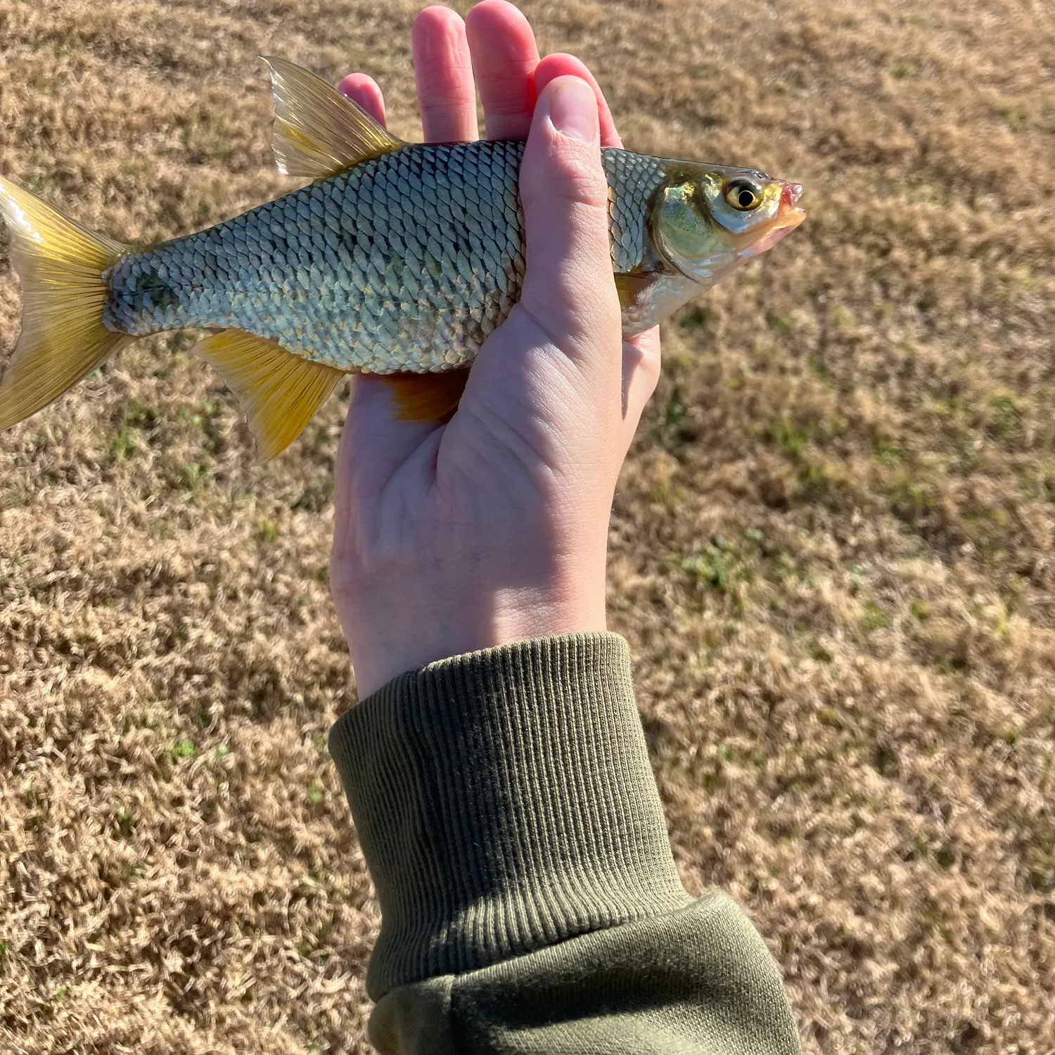 The most recent Golden shiner catches on Fishbrain