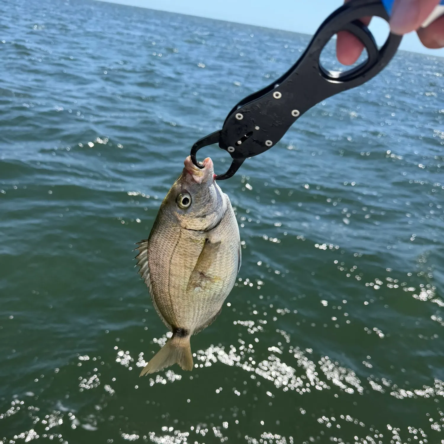 The most recent Scup catches on Fishbrain