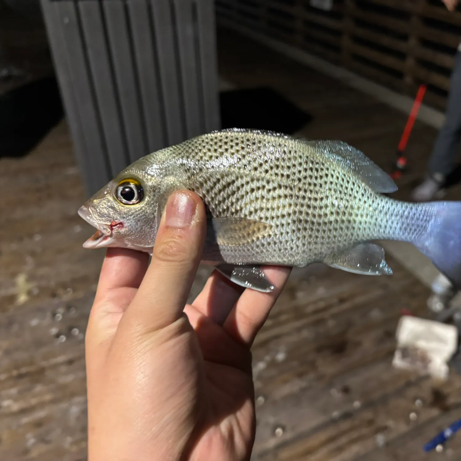 The most recent Mangrove snapper catches on Fishbrain
