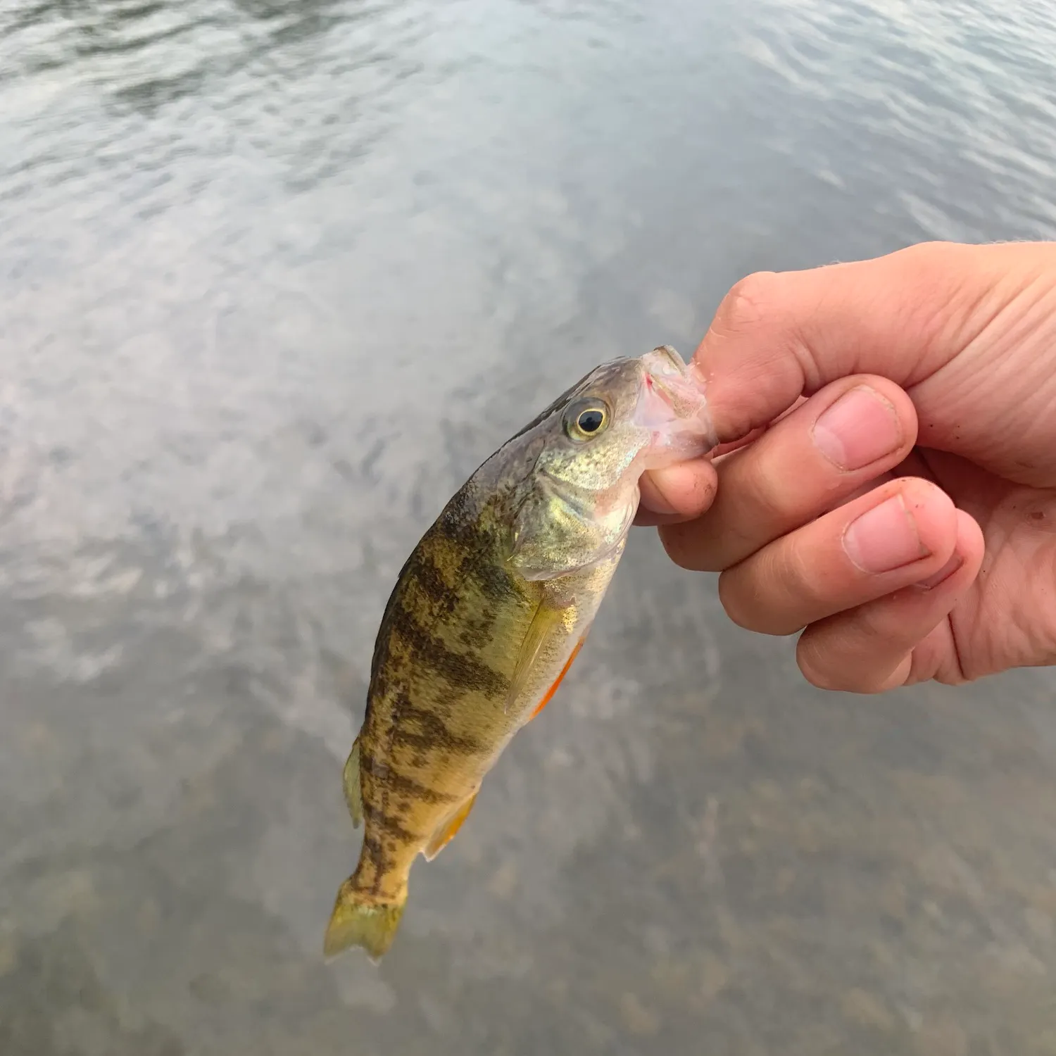 Yellow perch caught on Fishbrain