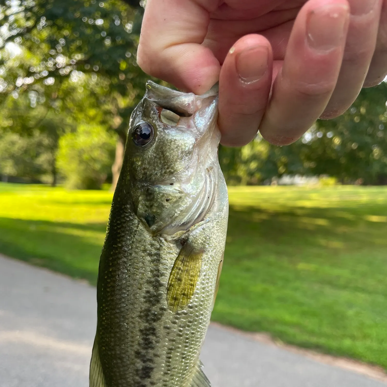 Largemouth bass caught on Fishbrain