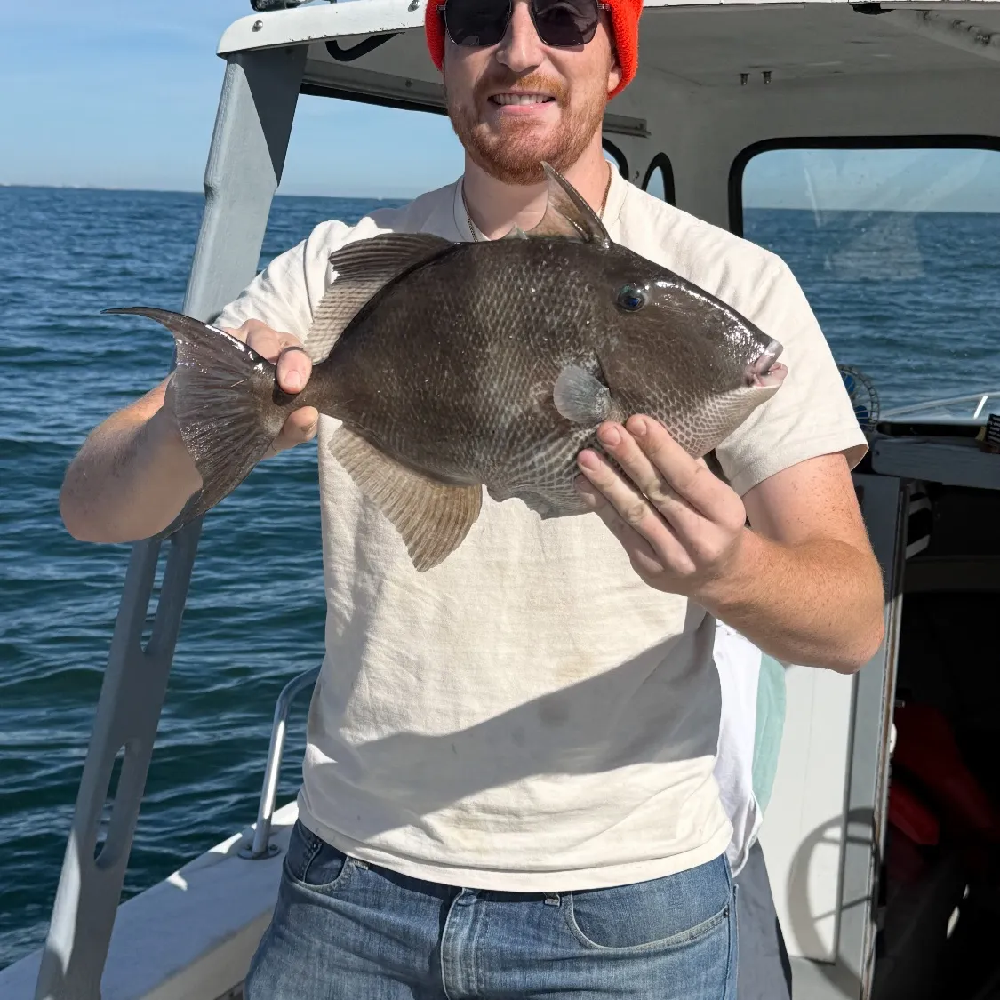 The most recent Grey triggerfish catches on Fishbrain