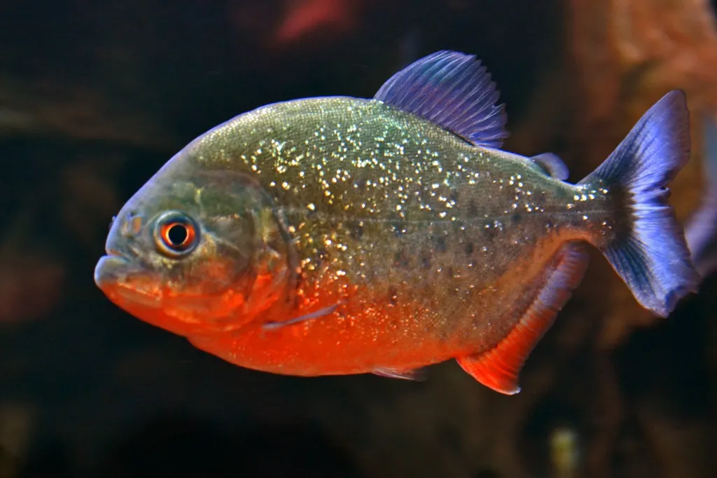 Red-bellied piranha