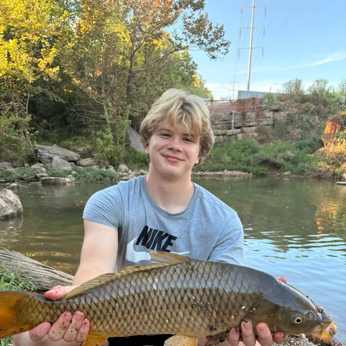 Common carp caught on Fishbrain