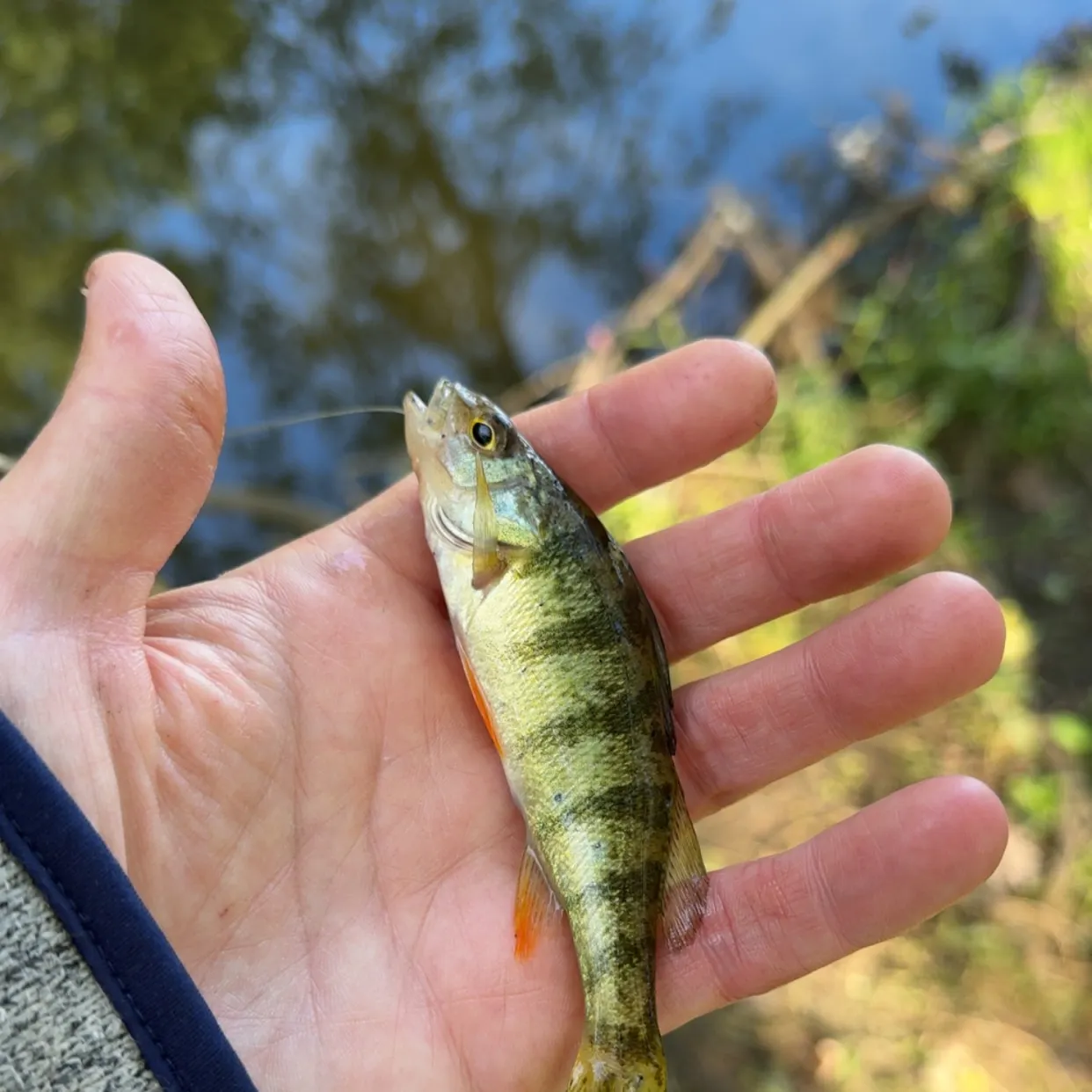 Yellow perch caught on Fishbrain