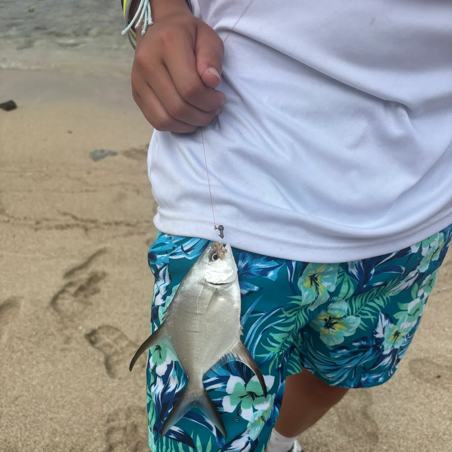 The most recent Palometa catches on Fishbrain