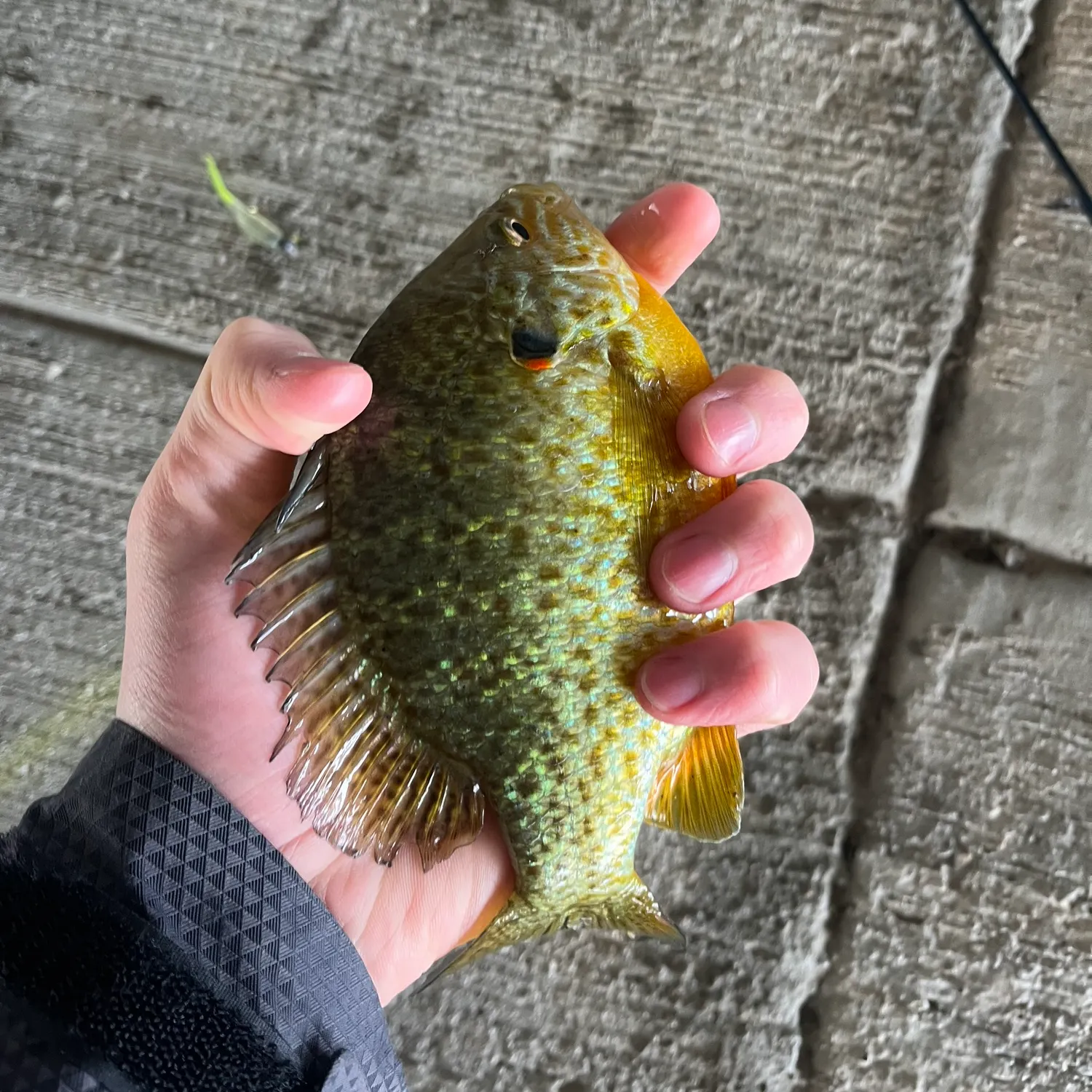 The most recent Pumpkinseed catches on Fishbrain