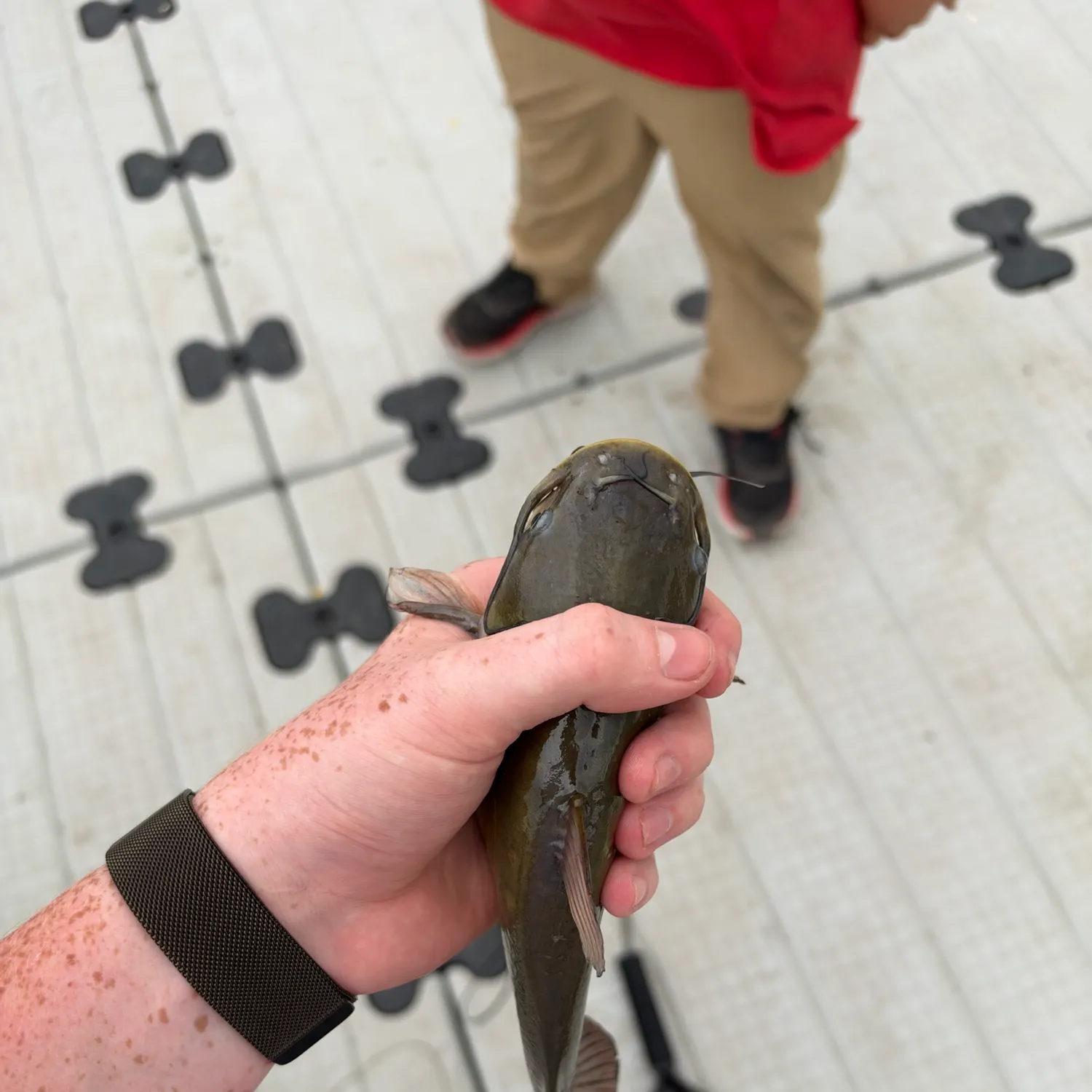 Channel catfish caught on Fishbrain