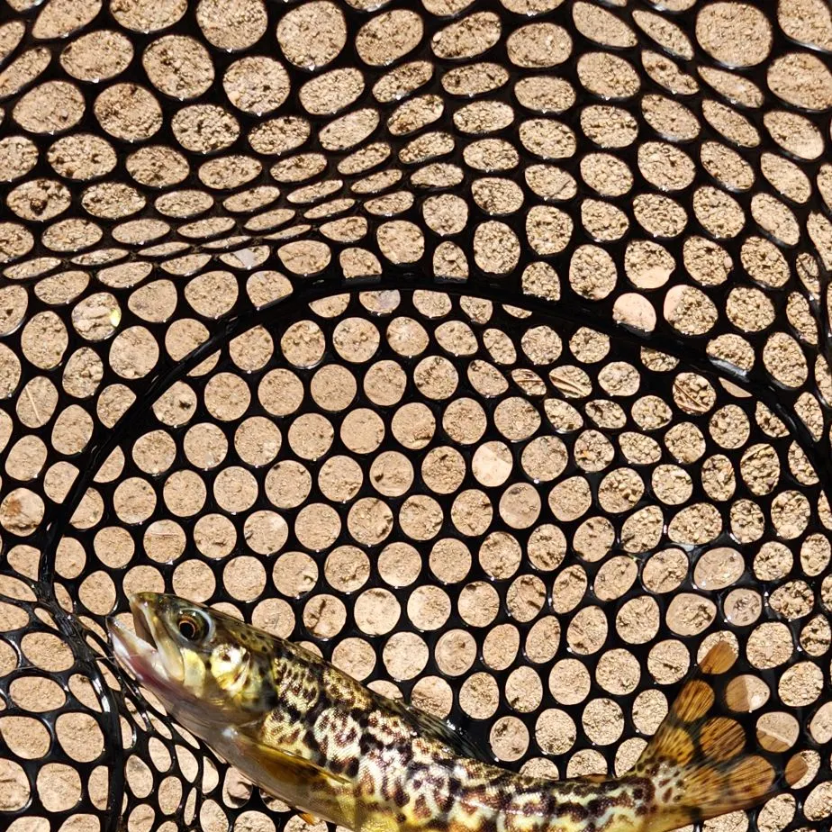 Tiger trout caught on Fishbrain