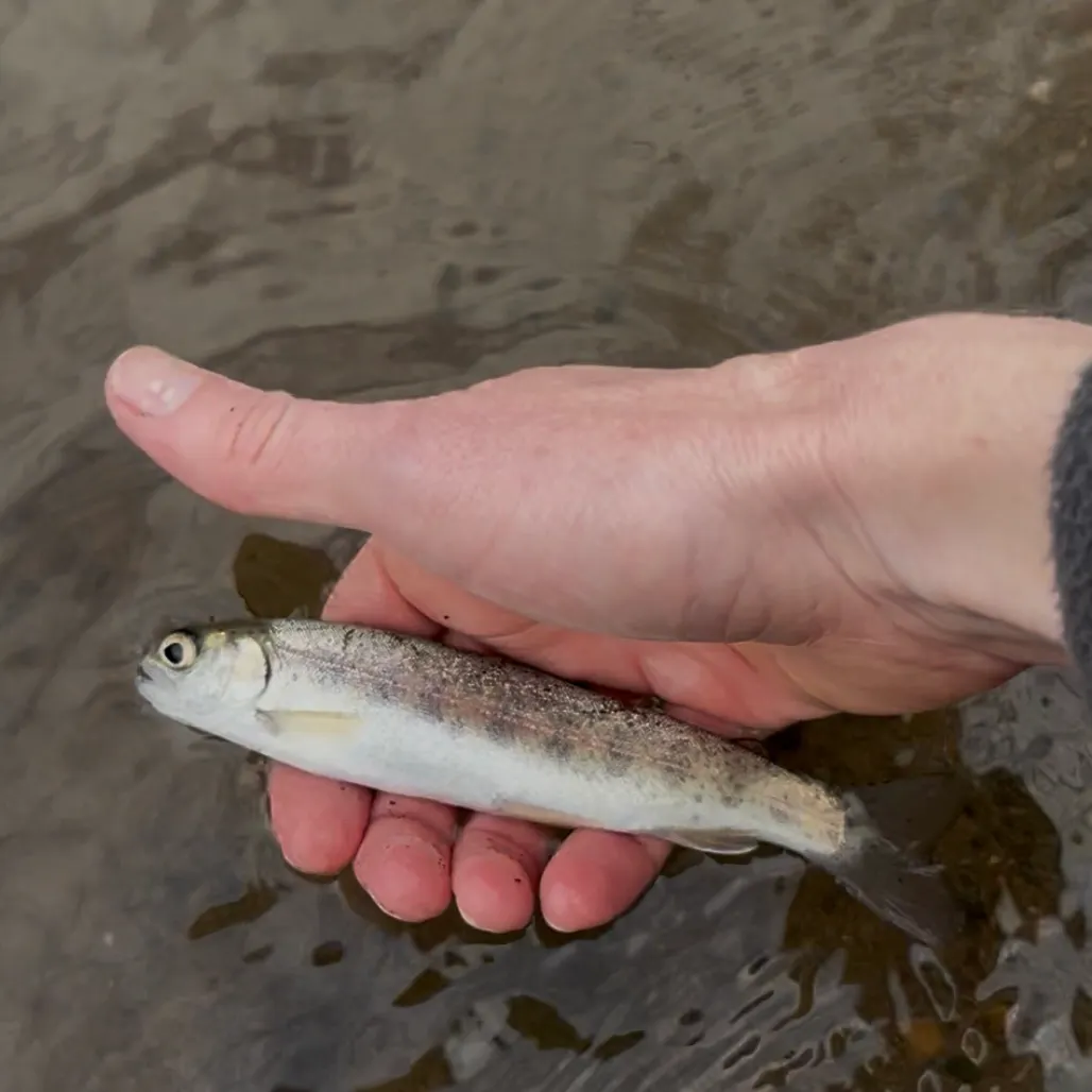 The most recent Coastal cutthroat trout catches on Fishbrain