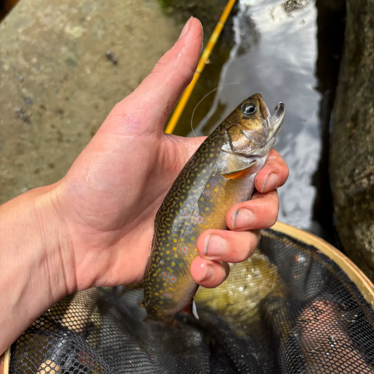Brook trout caught on Fishbrain