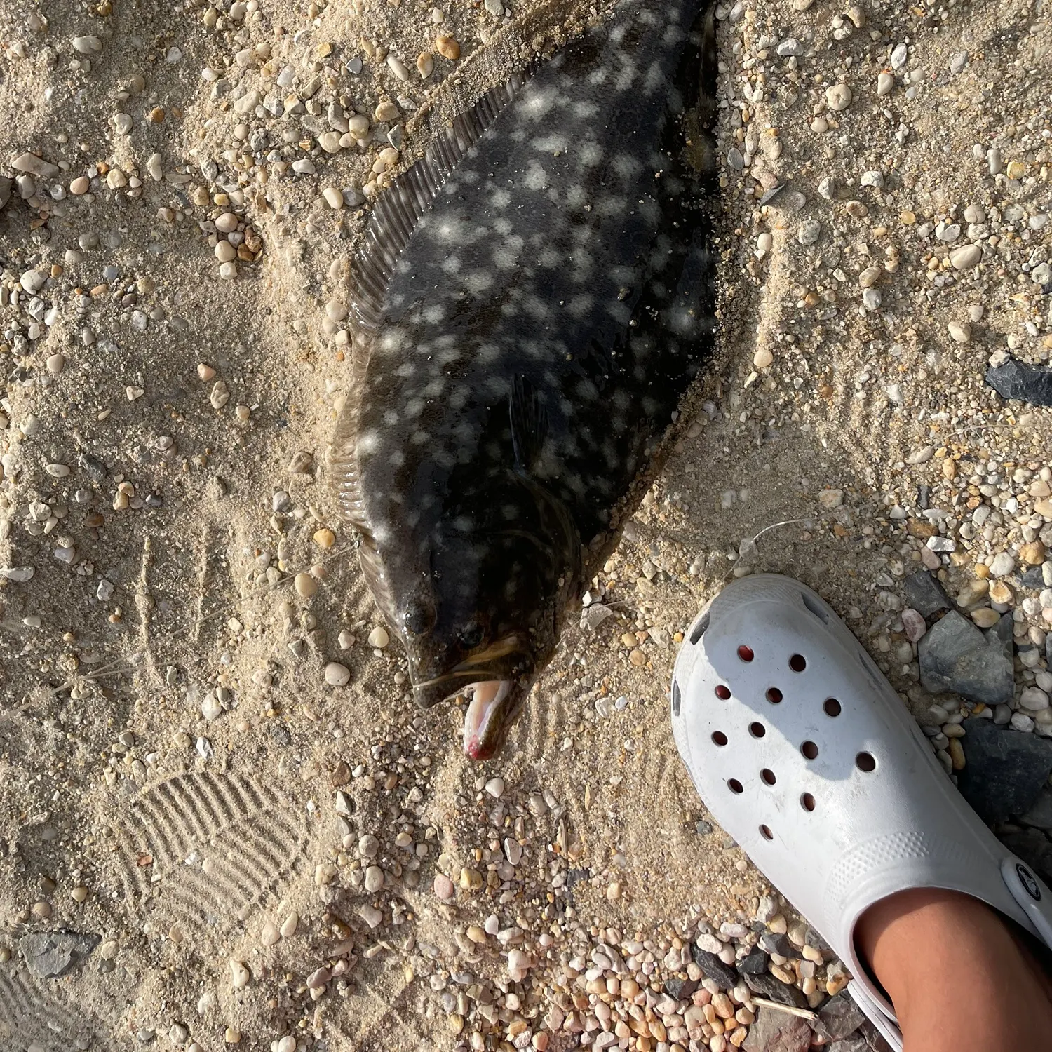 The most recent Summer flounder catches on Fishbrain