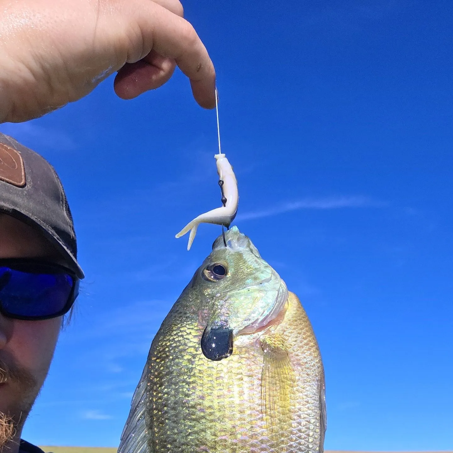 Bluegill caught on Fishbrain