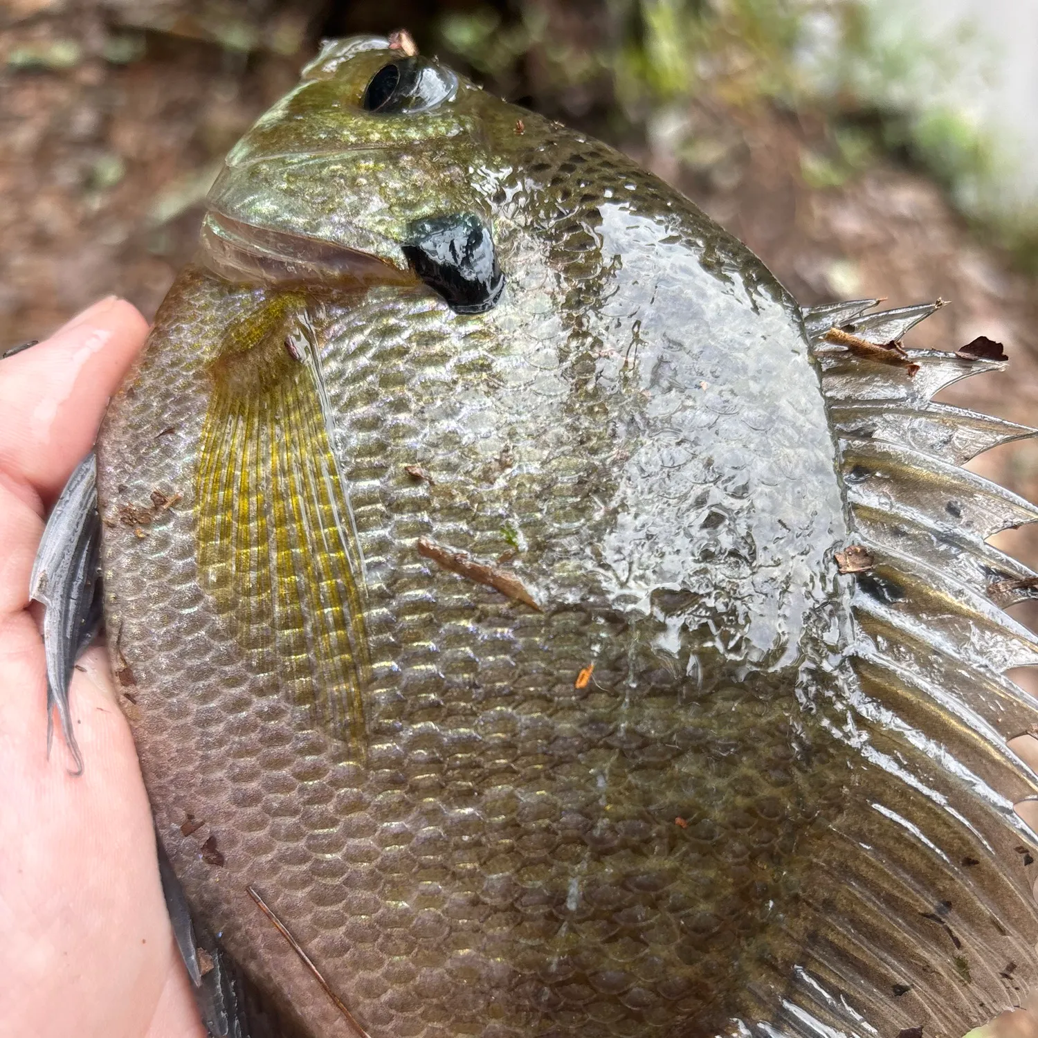 Bluegill caught on Fishbrain