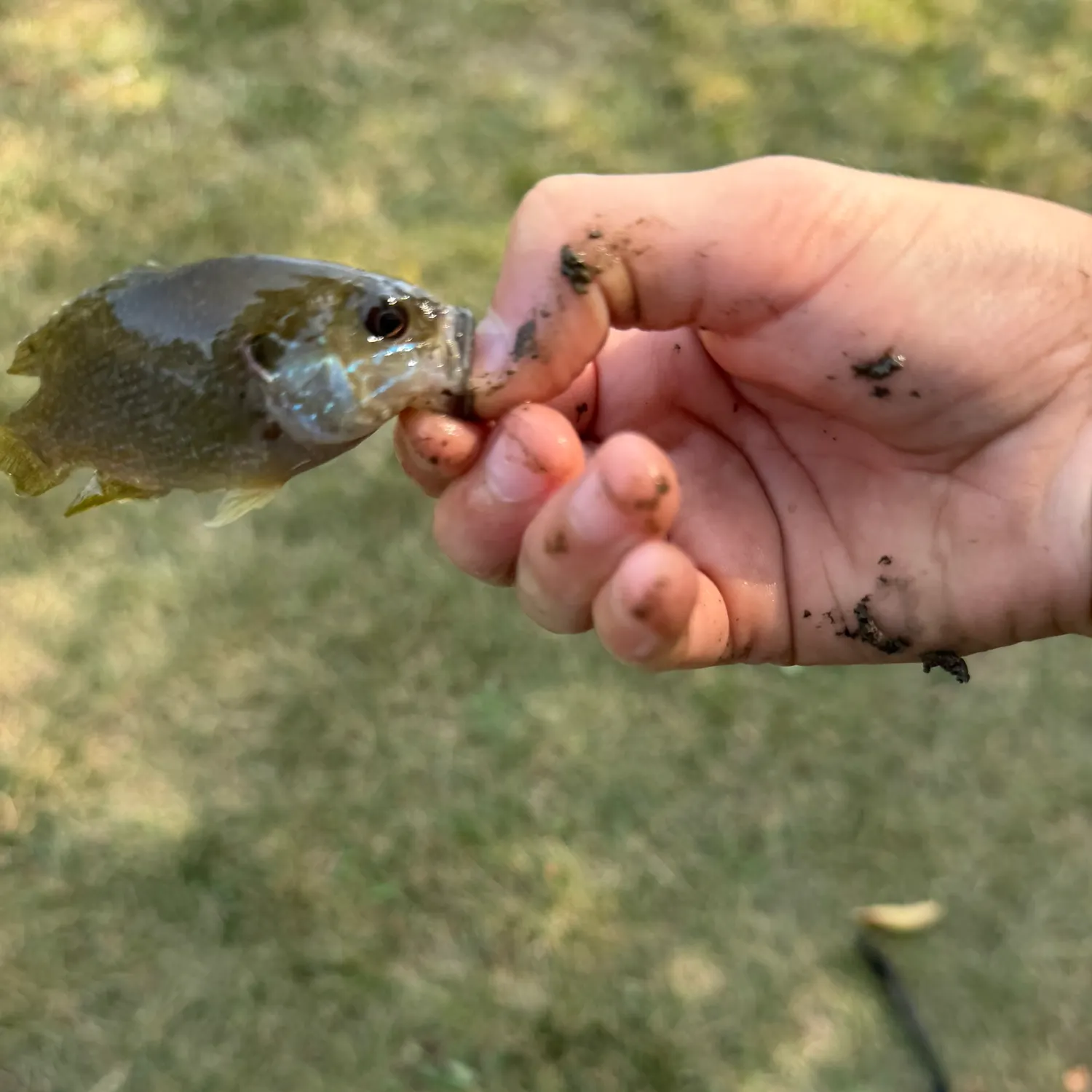 Greengill hybrid caught on Fishbrain