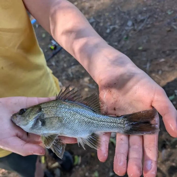 The most recent Australian bass catches on Fishbrain