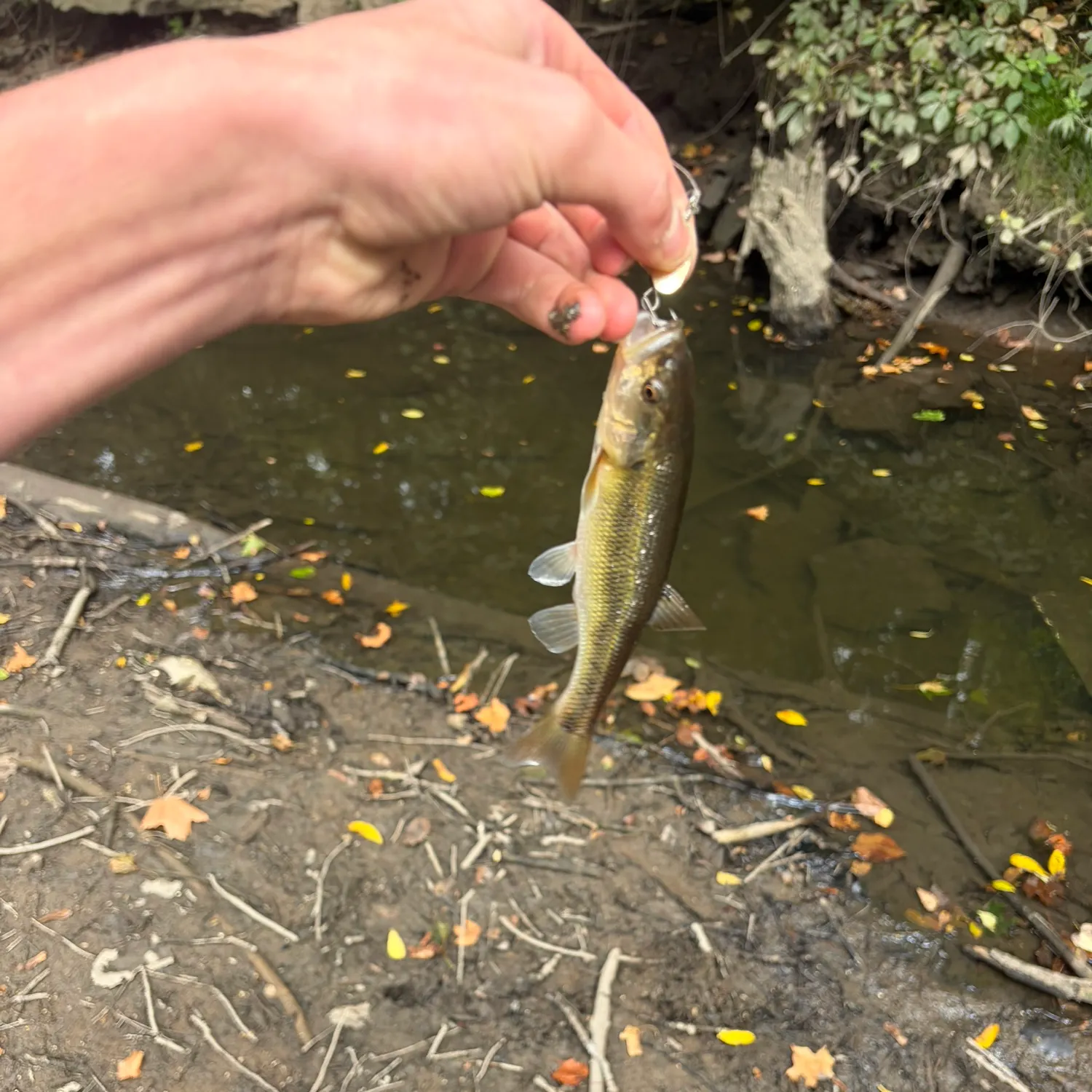 Creek chub caught on Fishbrain