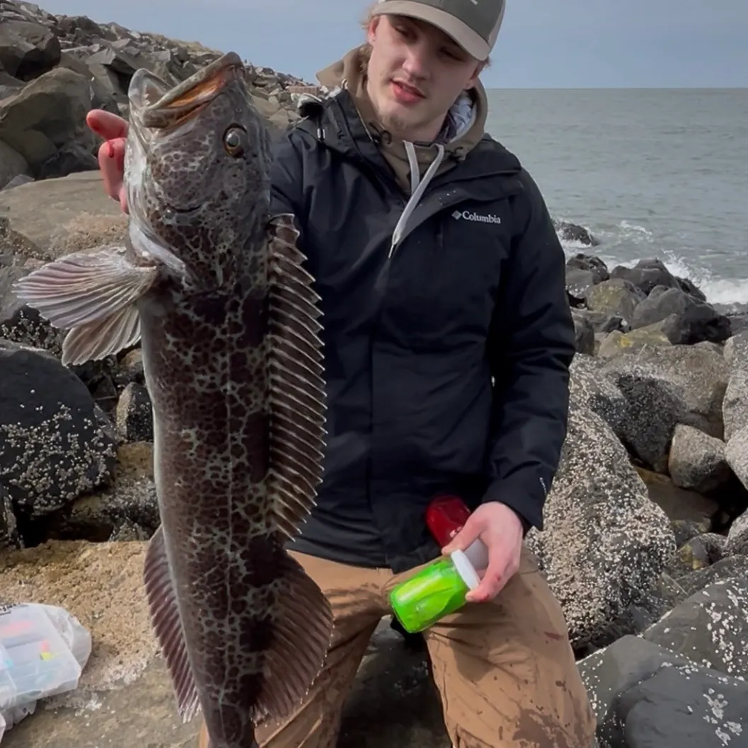 The most recent Lingcod catches on Fishbrain