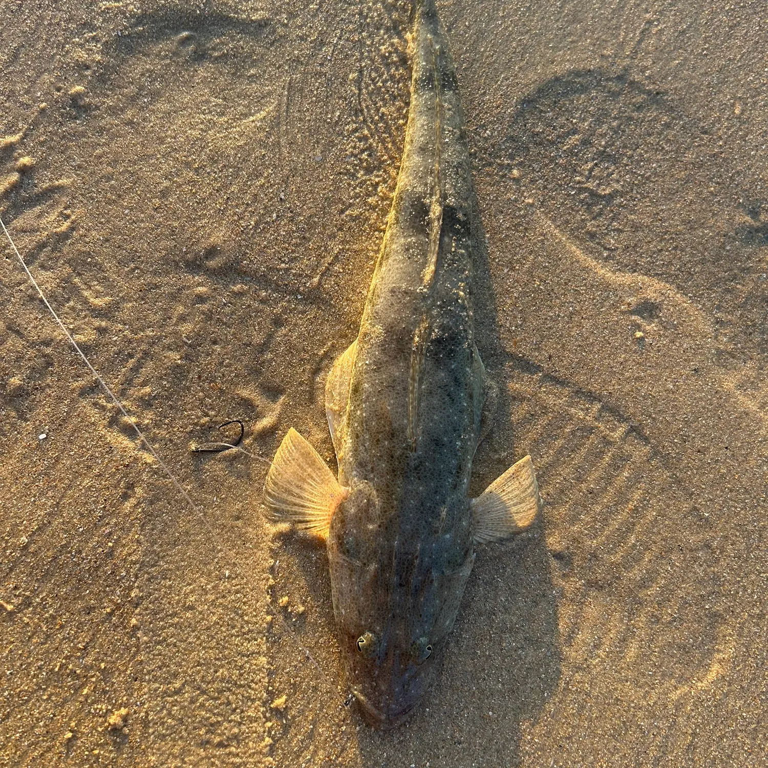 The most recent Bartail flathead catches on Fishbrain