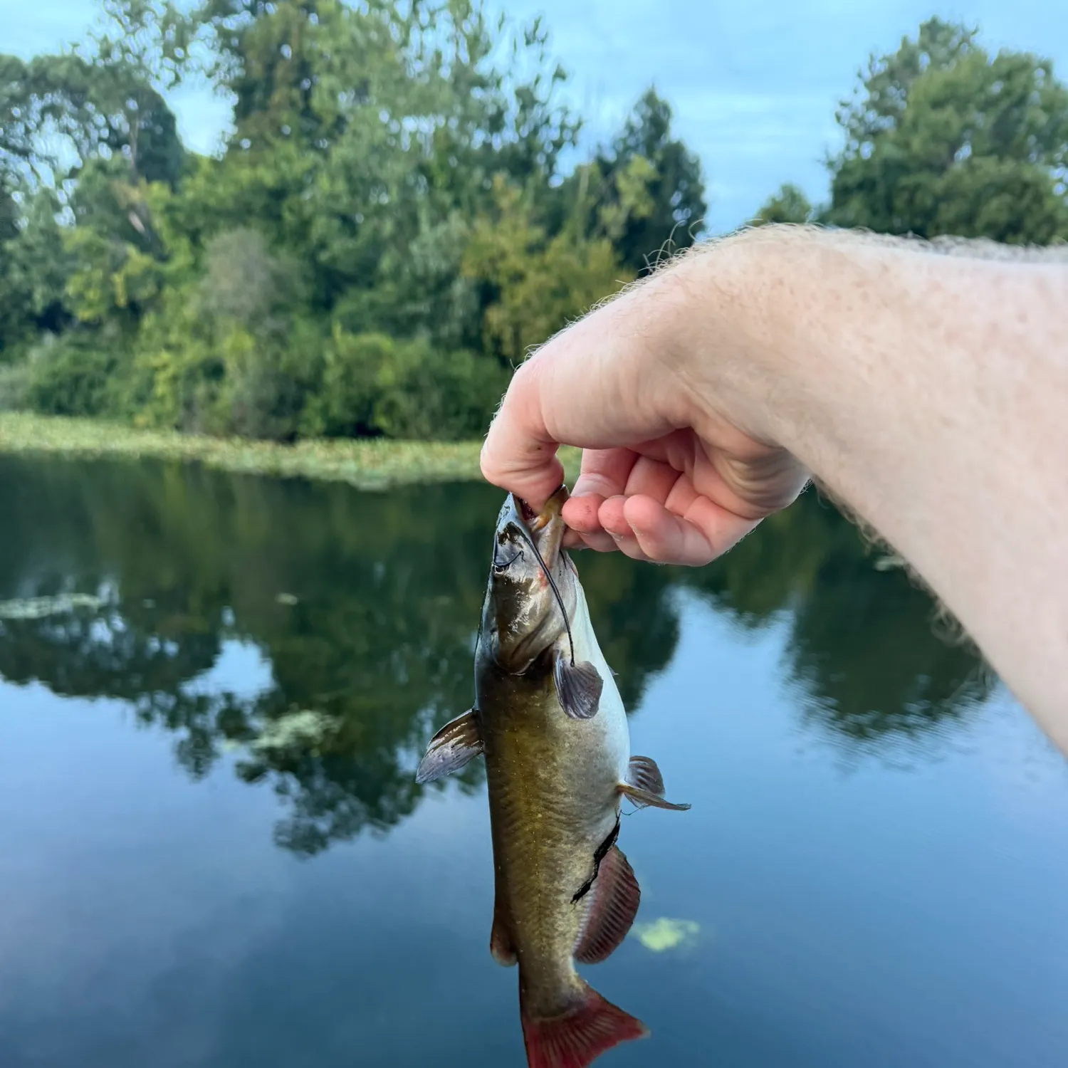 Brown bullhead caught on Fishbrain