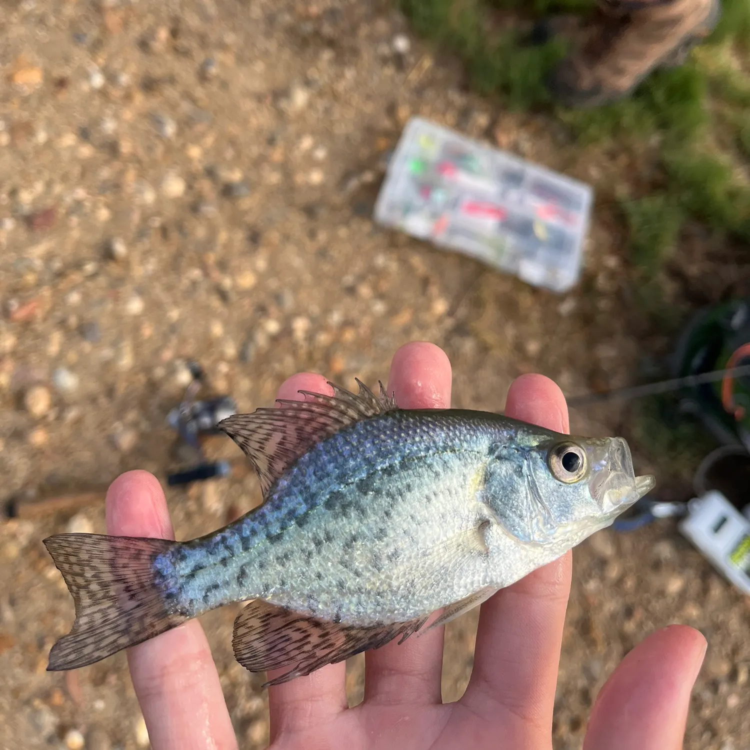 Black crappie caught on Fishbrain