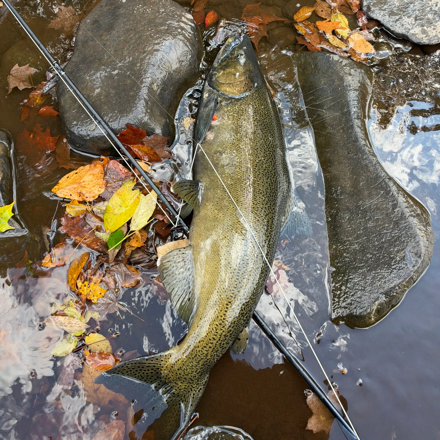 Chinook salmon caught on Fishbrain