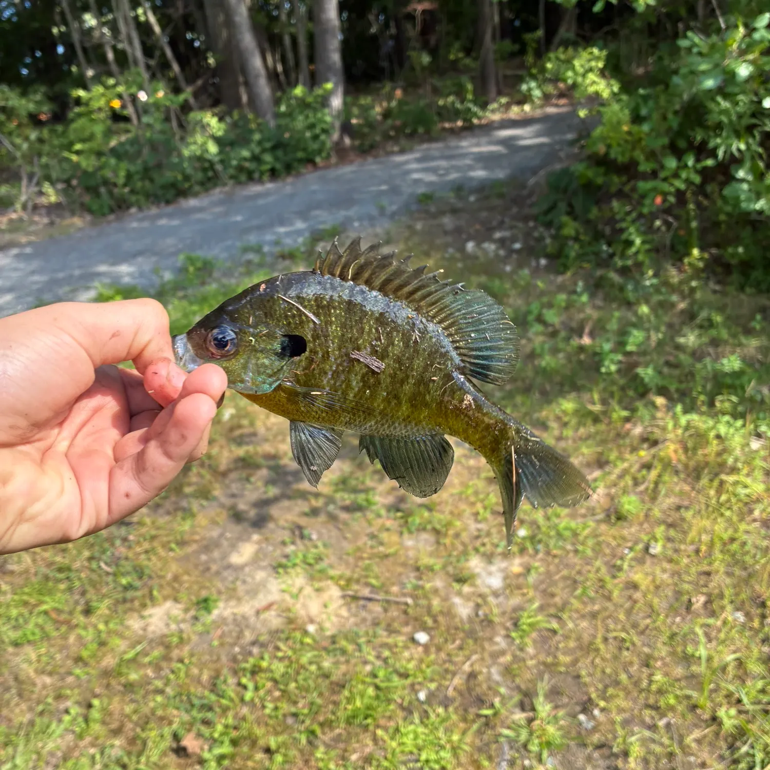 Bluegill caught on Fishbrain