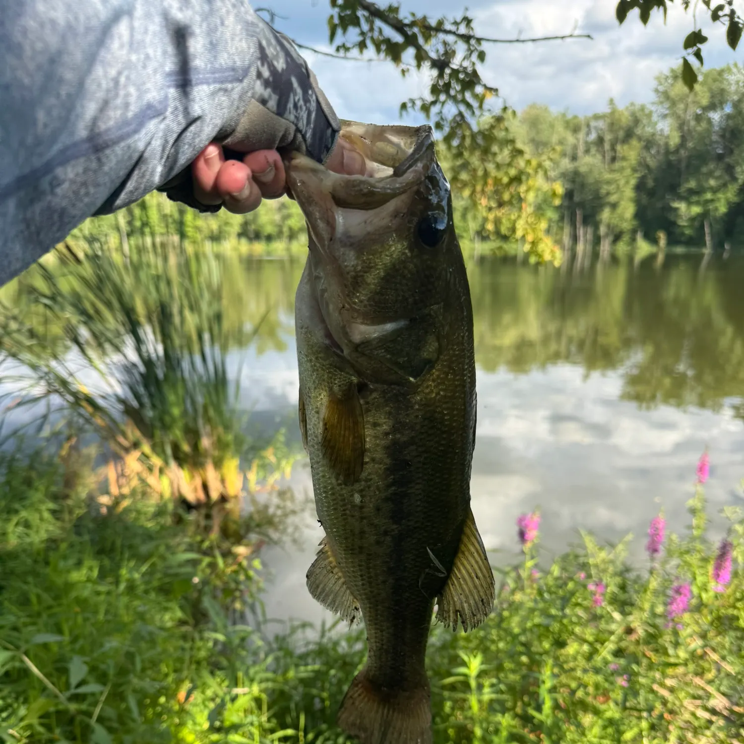 Largemouth bass caught on Fishbrain