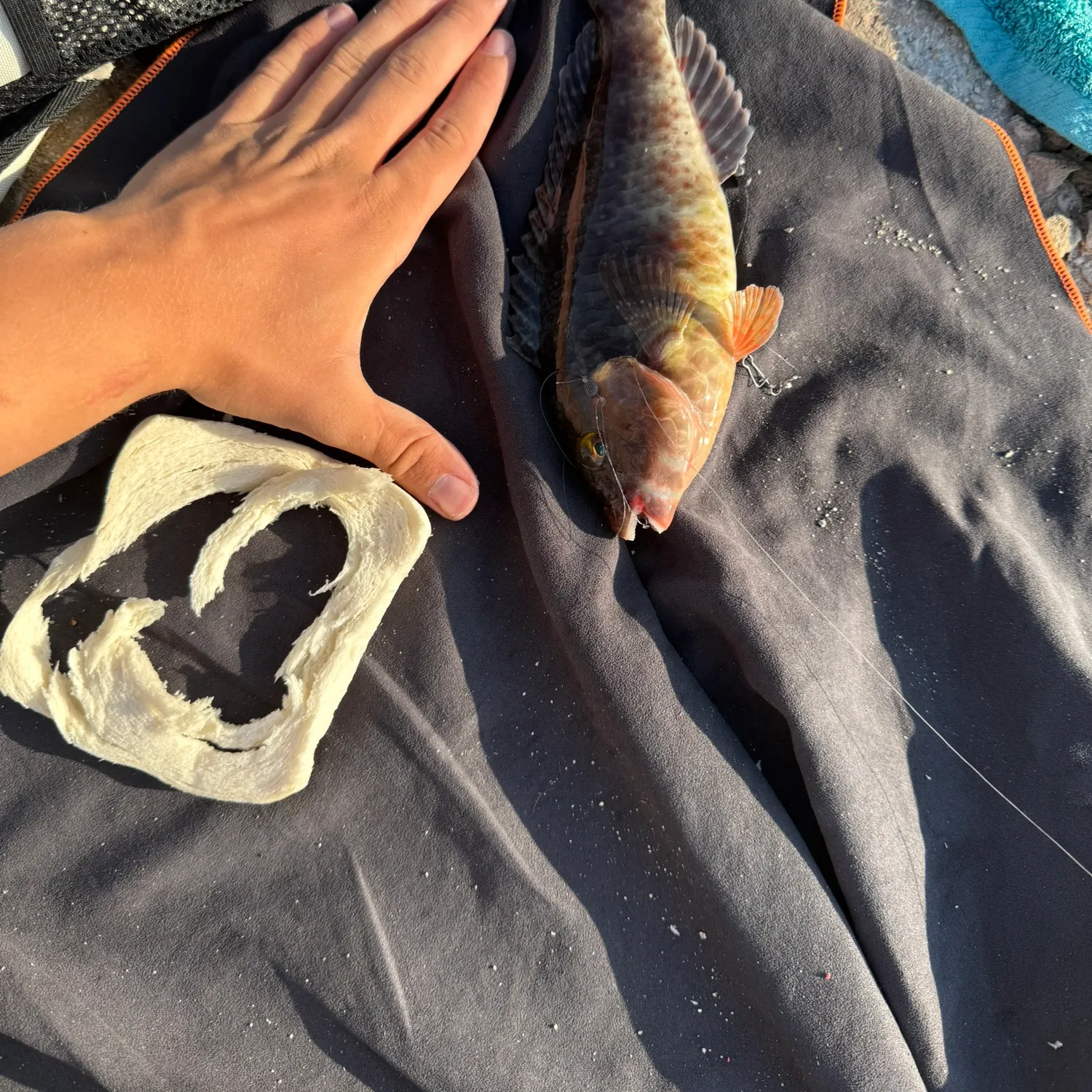 The most recent Mediterranean parrotfish catches on Fishbrain