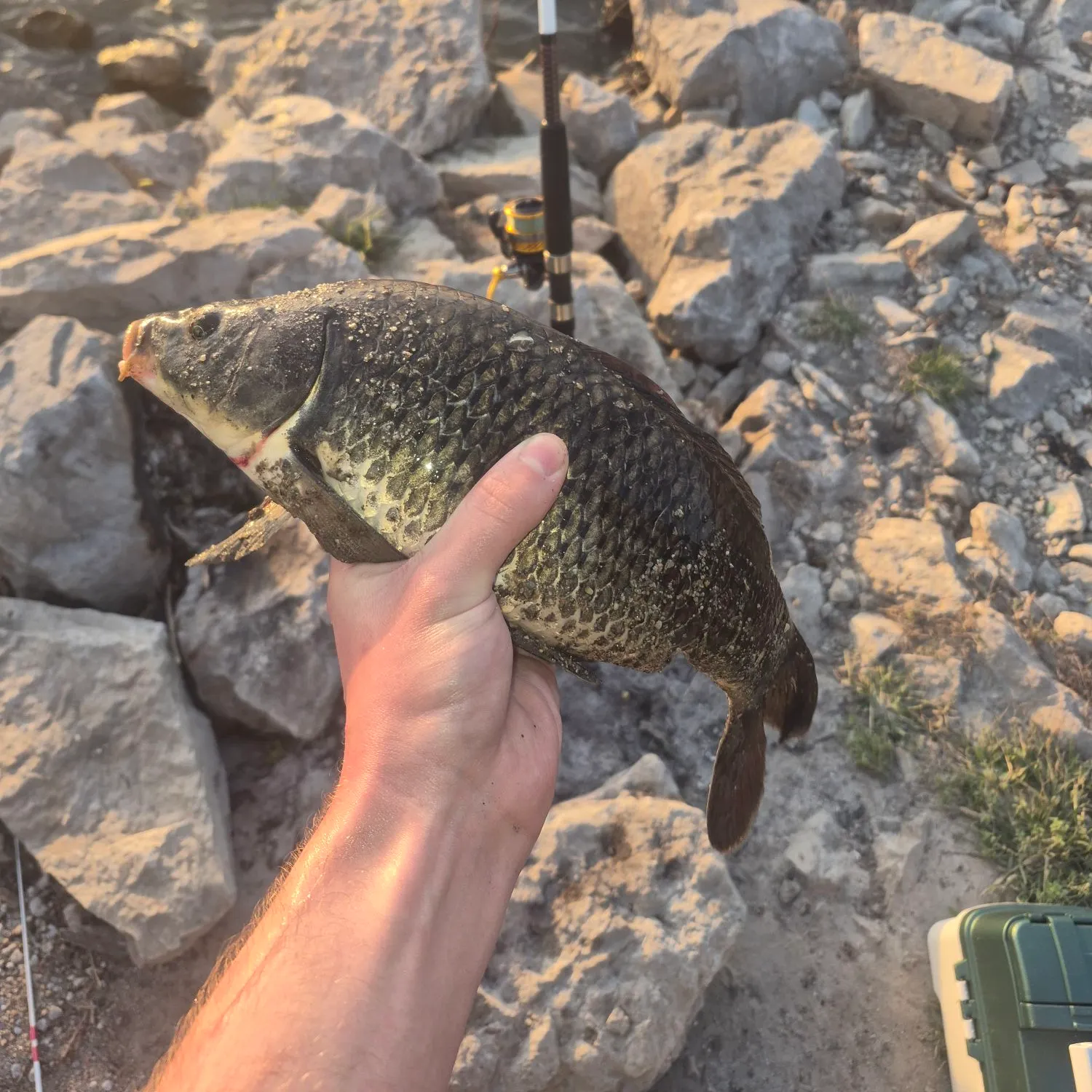 Common carp caught on Fishbrain
