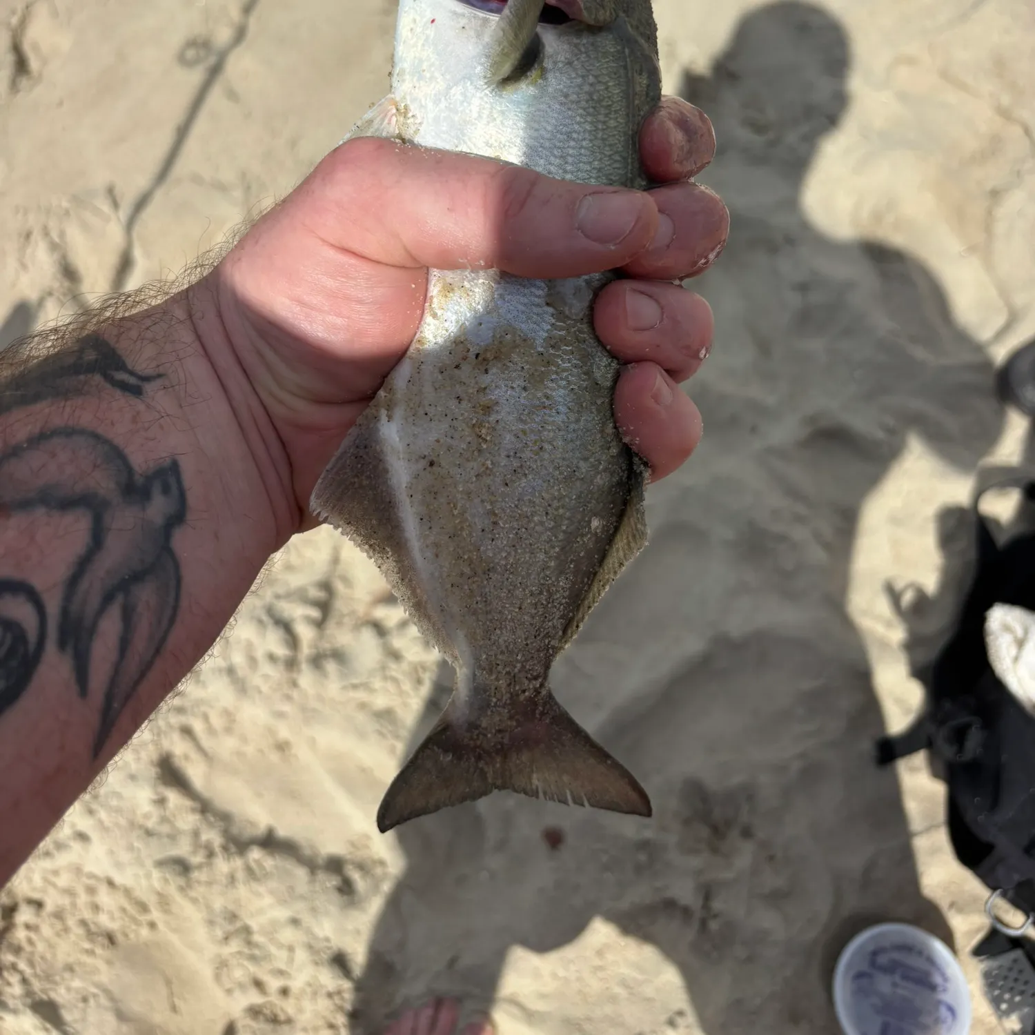 Bluefish caught on Fishbrain