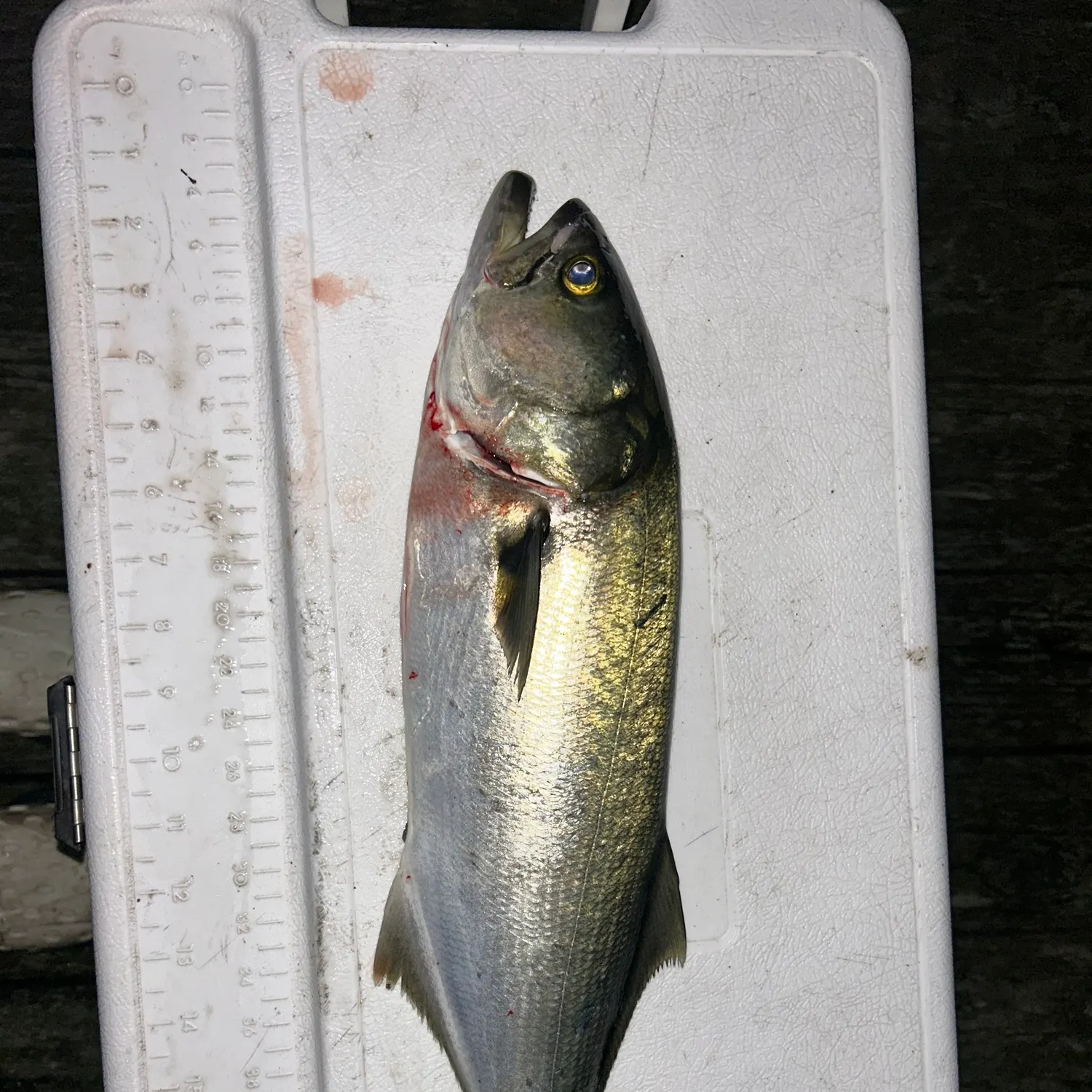 Bluefish caught on Fishbrain