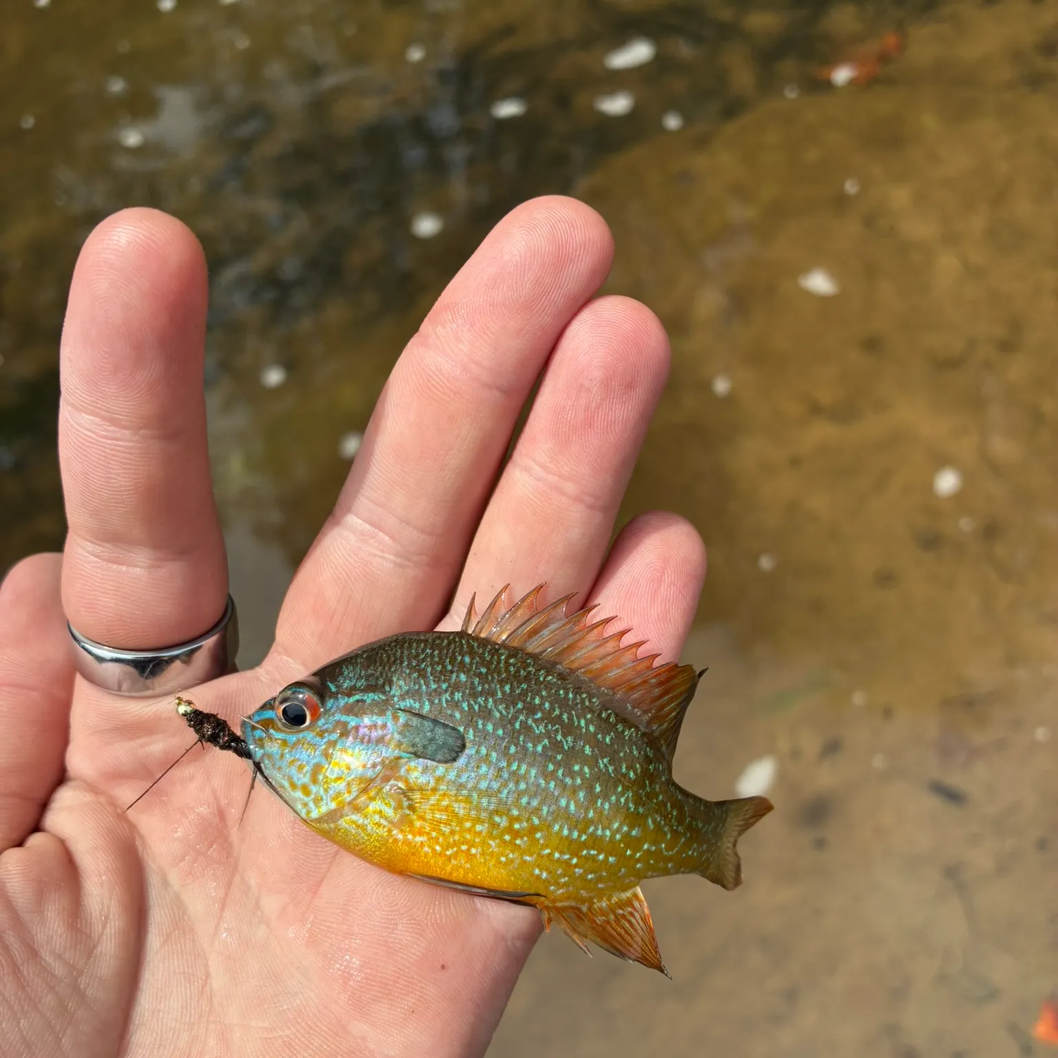 Longear sunfish caught on Fishbrain