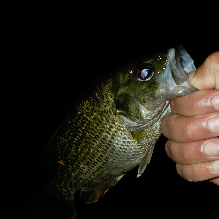 Rock bass caught on Fishbrain