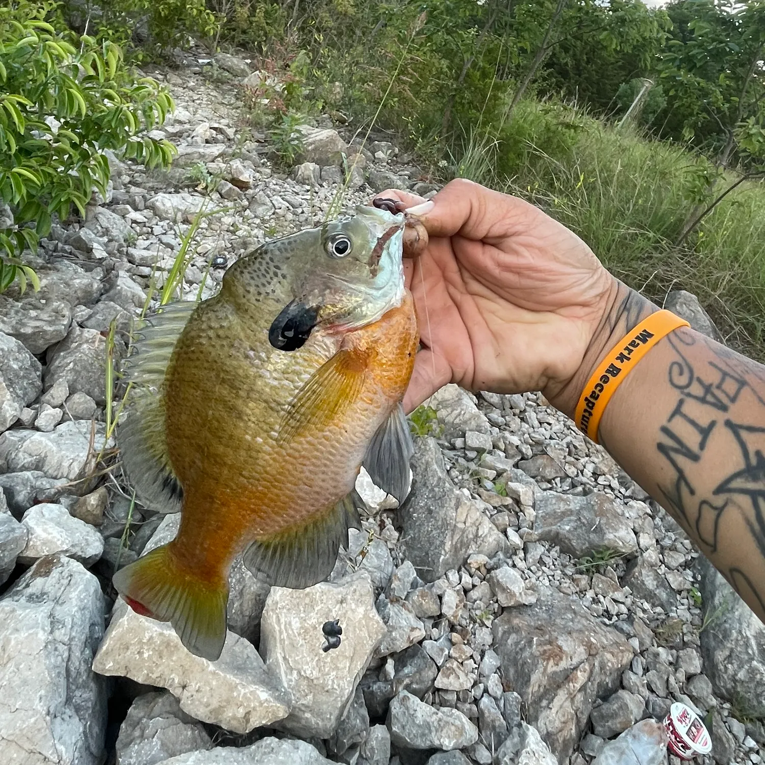 recently logged catches