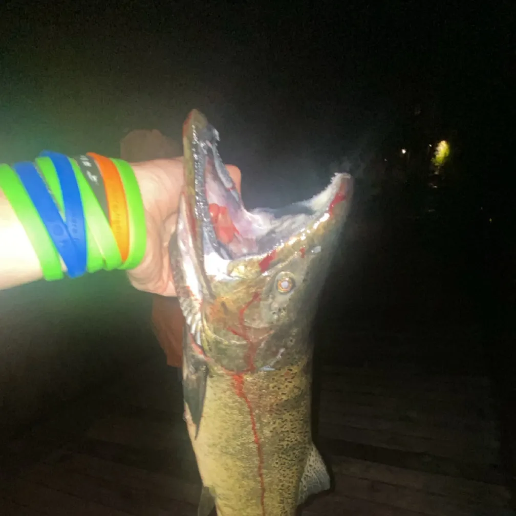 Coho salmon caught on Fishbrain