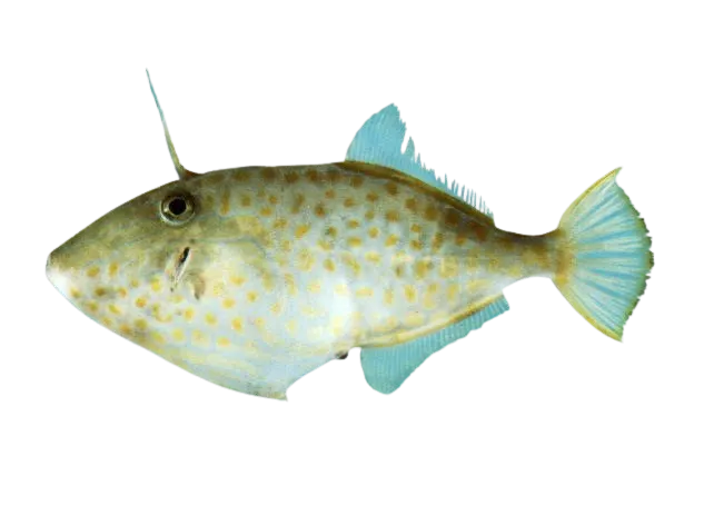Lesser-spotted leatherjacket