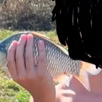 European chub caught on Fishbrain