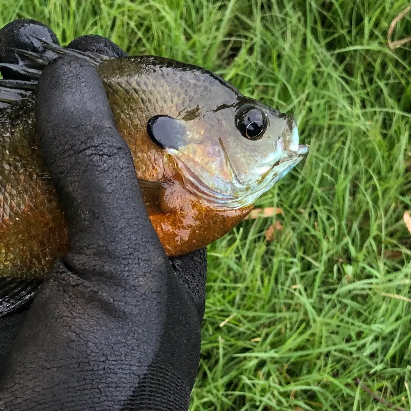 The most recent Redbreast sunfish catches on Fishbrain