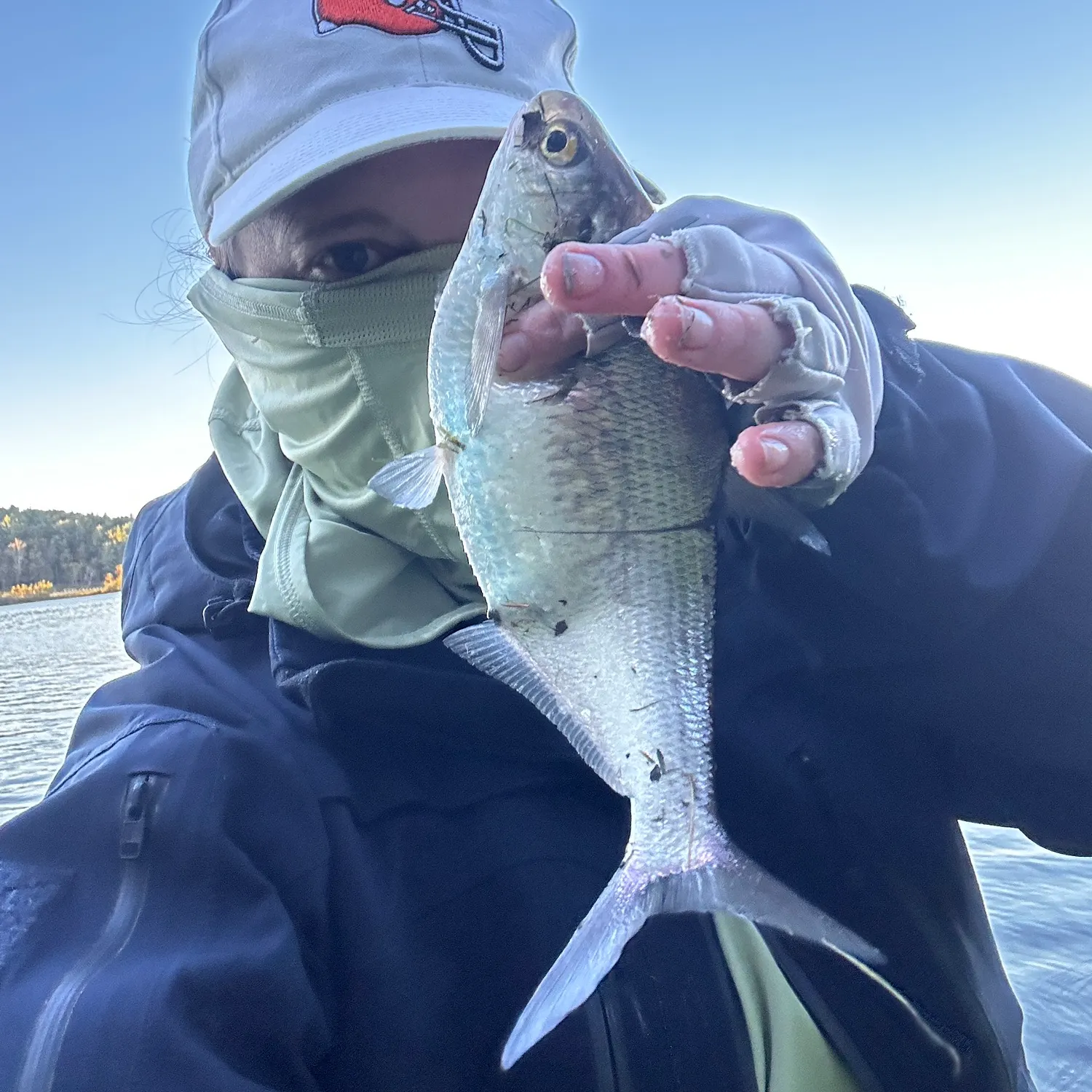 American gizzard shad caught on Fishbrain