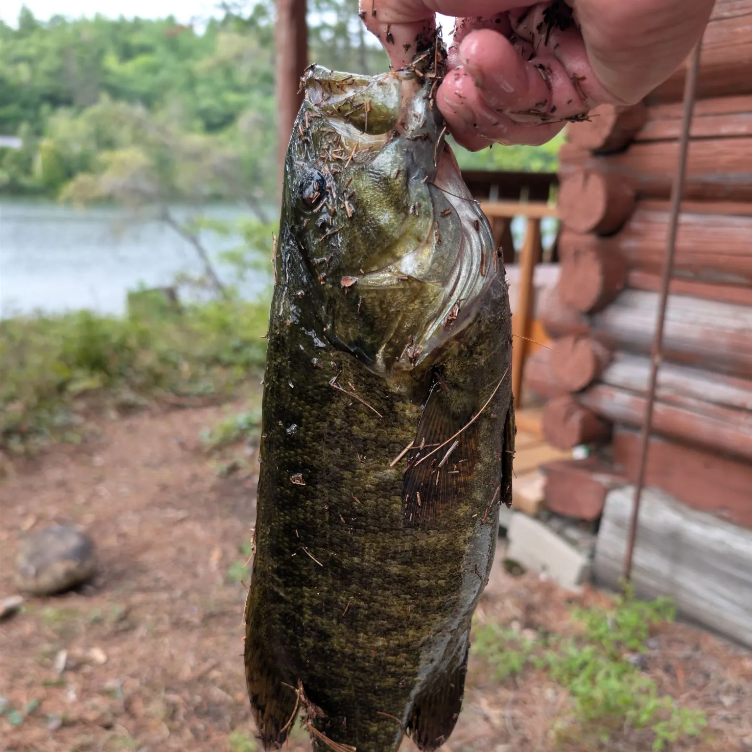 Smallmouth bass caught on Fishbrain