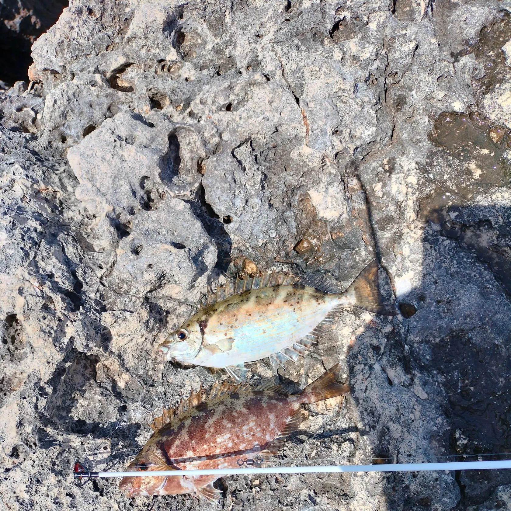 The most recent Marbled Spinefoot catches on Fishbrain