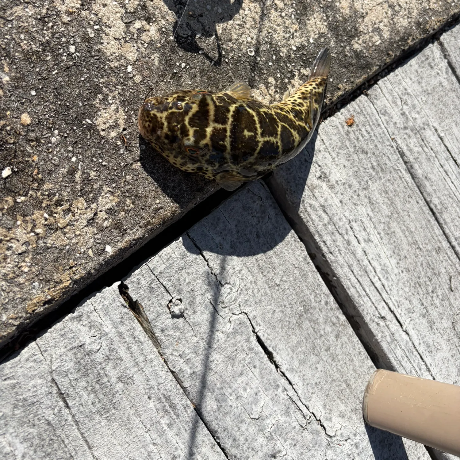 The most recent Panther puffer catches on Fishbrain