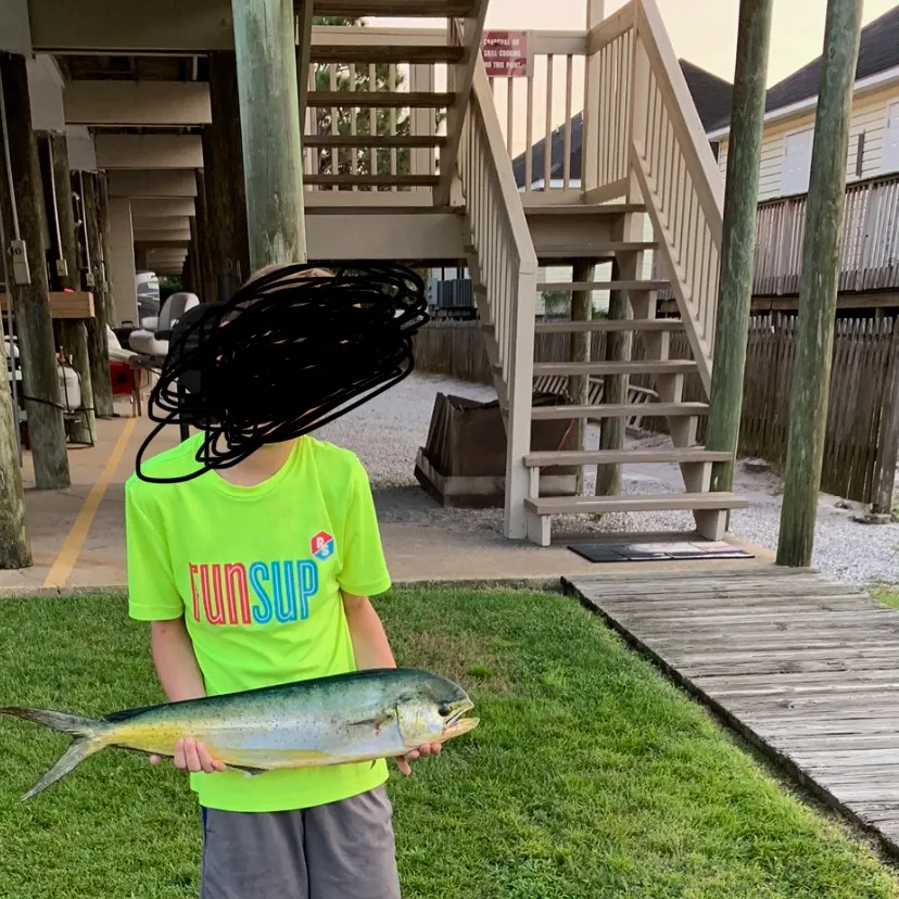 The most recent Common dolphinfish catches on Fishbrain