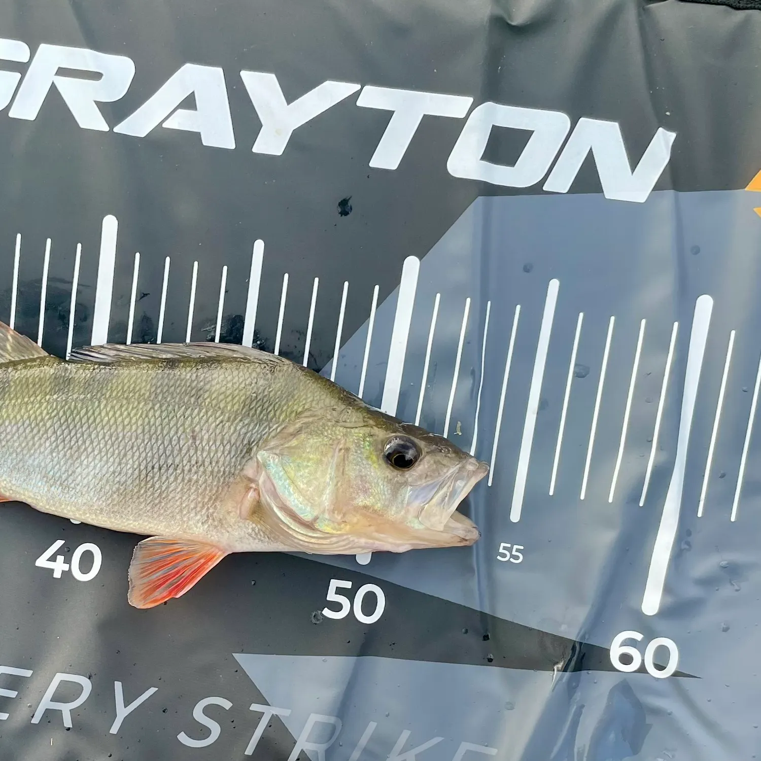 European perch caught on Fishbrain