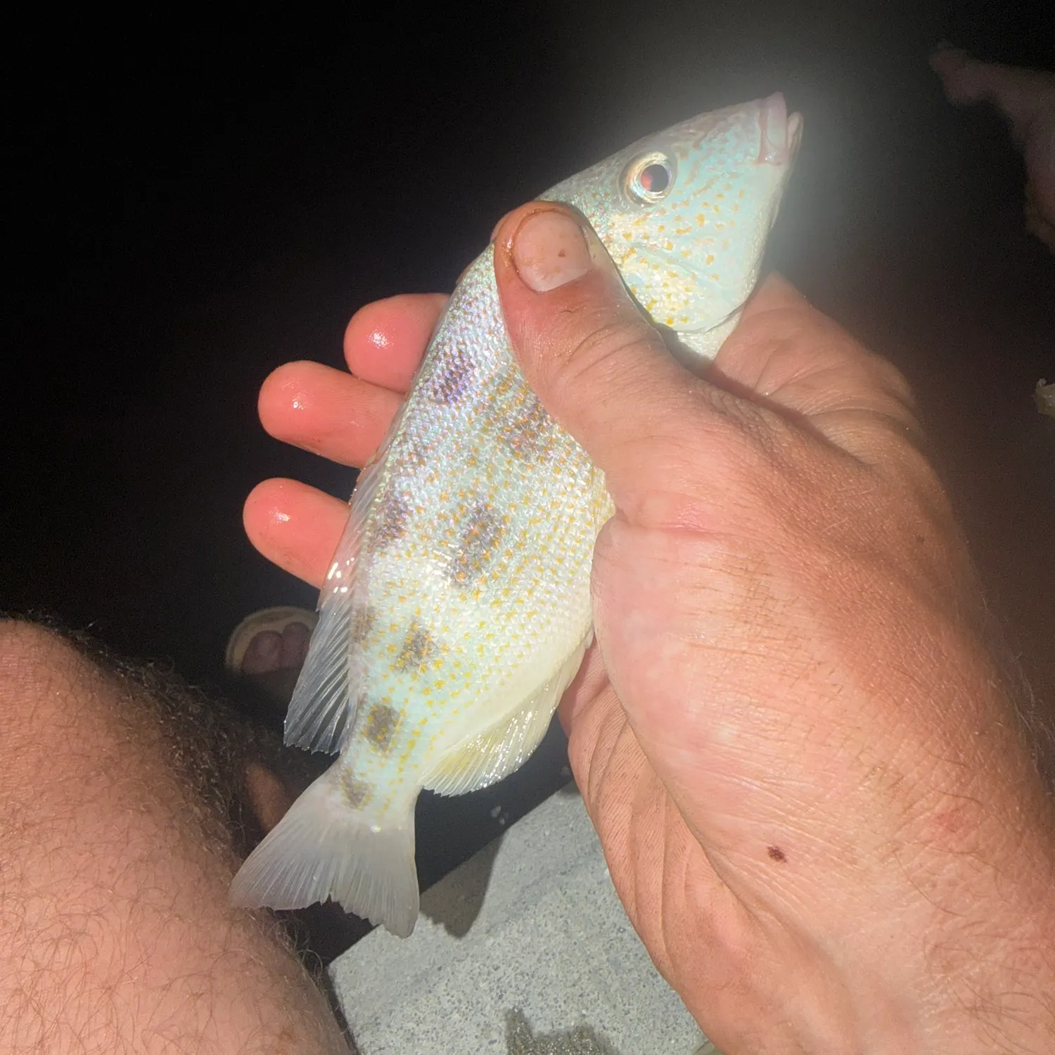 The most recent Pinfish catches on Fishbrain